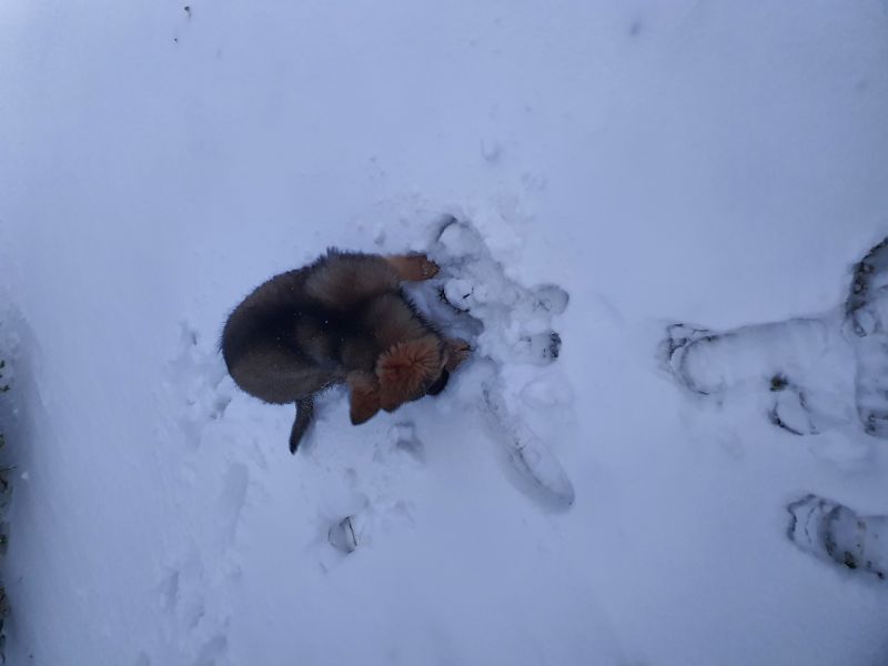 Avril sous la neige